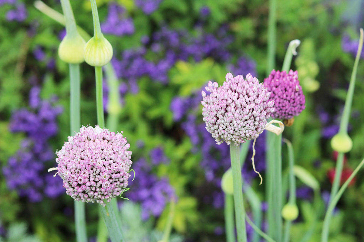 Leeks bloom on regally tall stems.