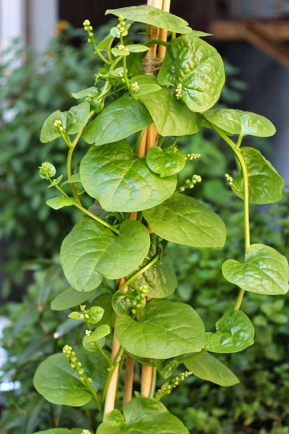 One of the best ornamental edibles for shade is annual Malabar spinach. In small spaces it grows very happily in a pot, and shoots straight up any support offered; it