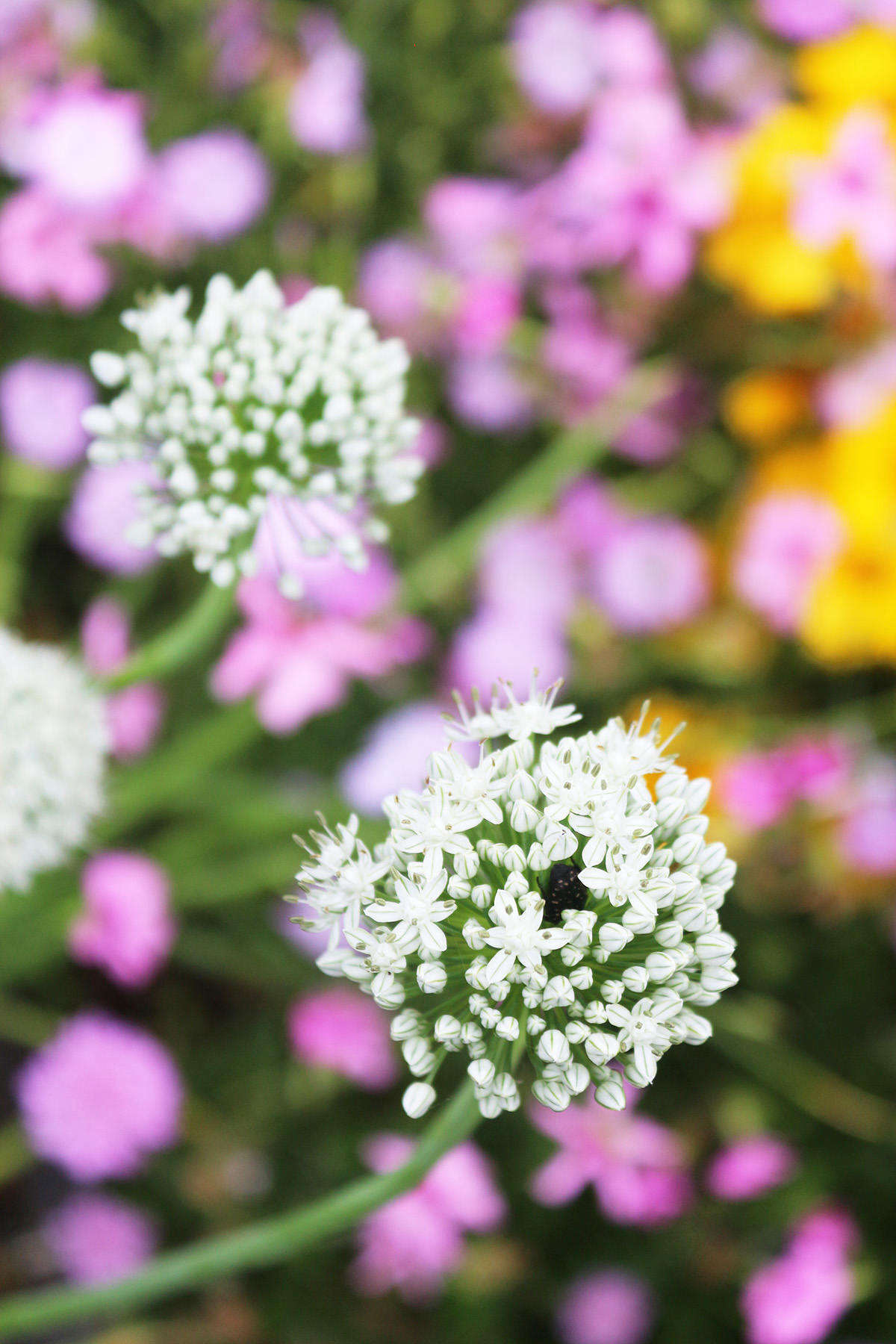 Garlic has beautiful flowers. At harvest time, leave some of your plants in the ground and watch those goose-necked scapes evolve into pompoms loved by pollinators.