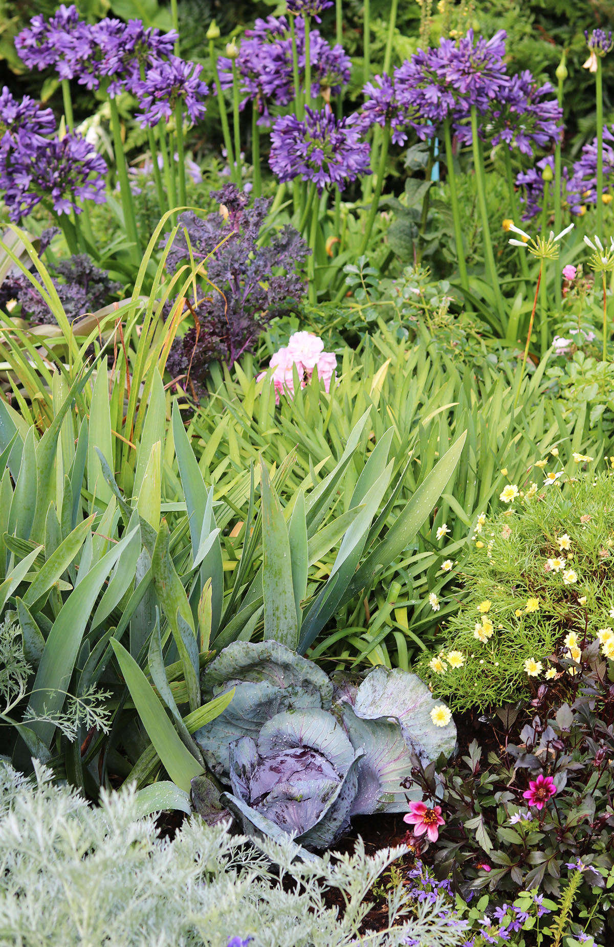 In flower beds, the under-appreciated hero of the Brassica family is the humble cabbage.