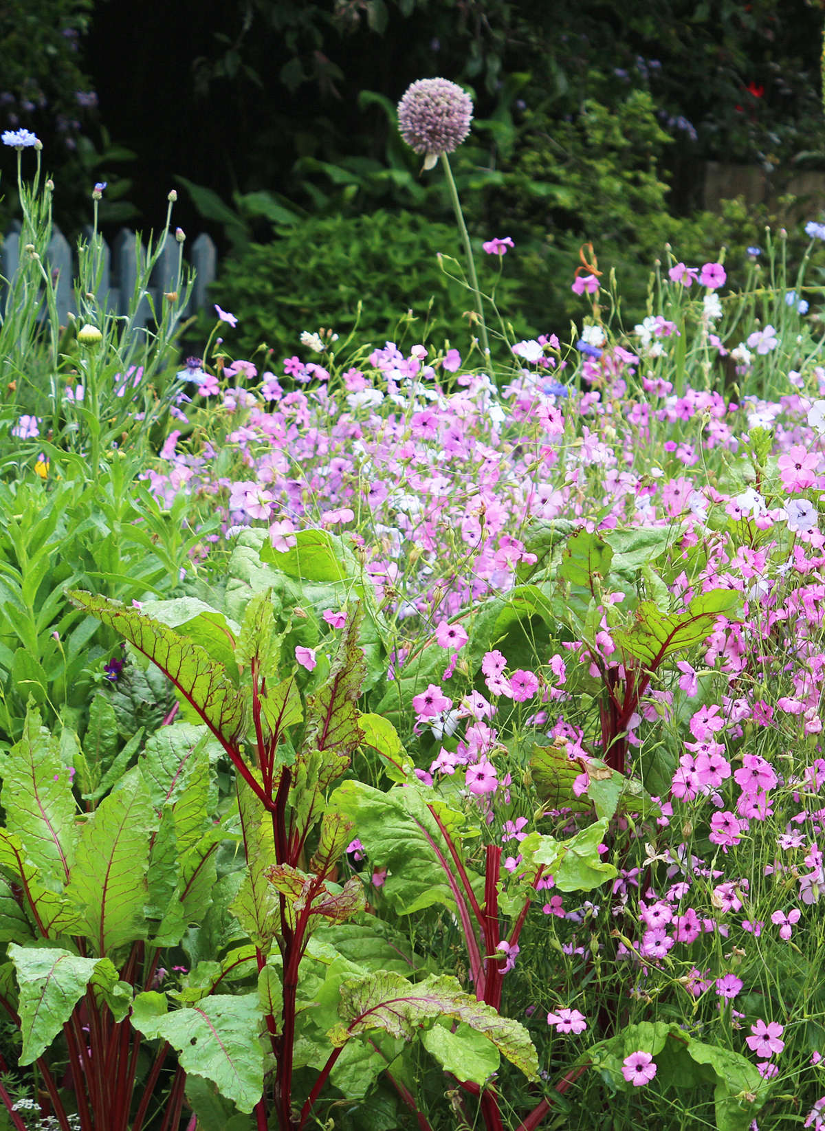 Cool-season rainbow Swiss chard has colorful stems and offers an electric counterpart to frothy annual flowers.