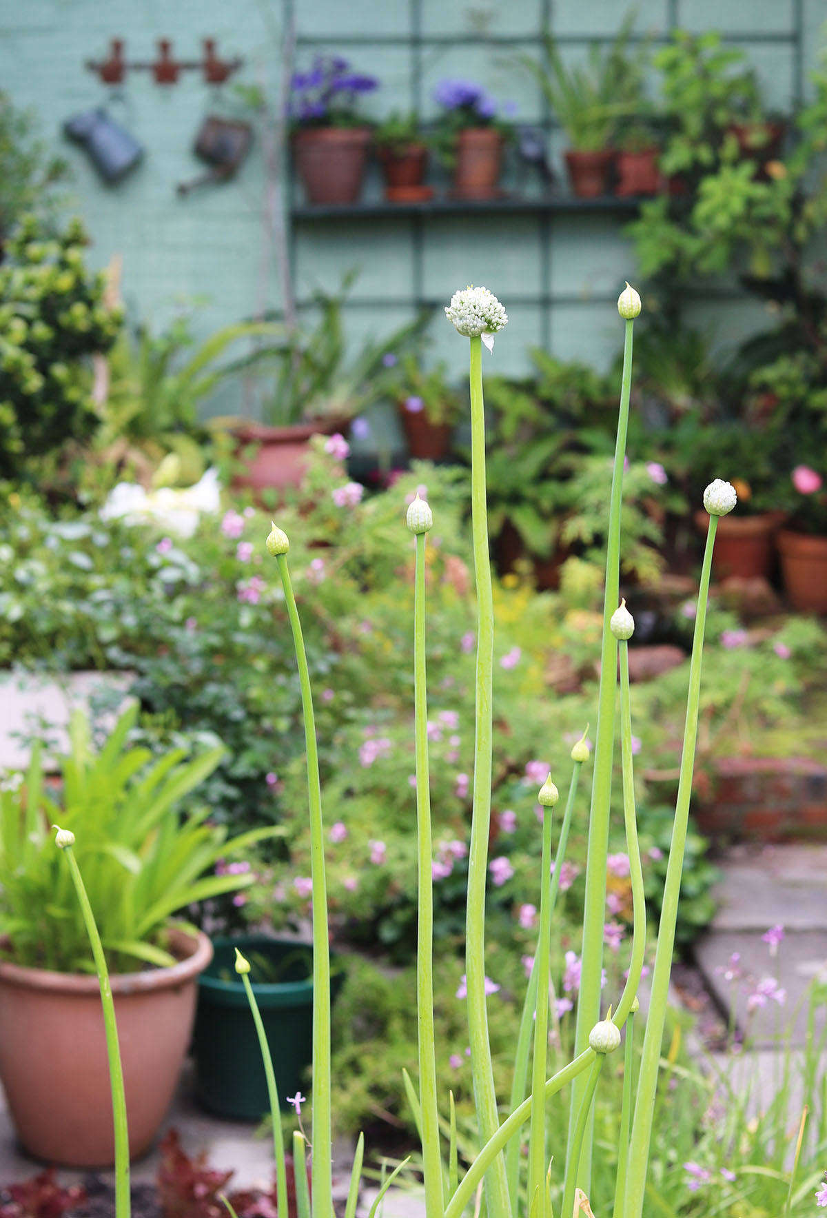 Even scallions have flowers. Tall and upright, leave them as flowers or nip them off and snip into salads. They are easily grown in pots and troughs as these small onions do not need a lot of soil-depth.