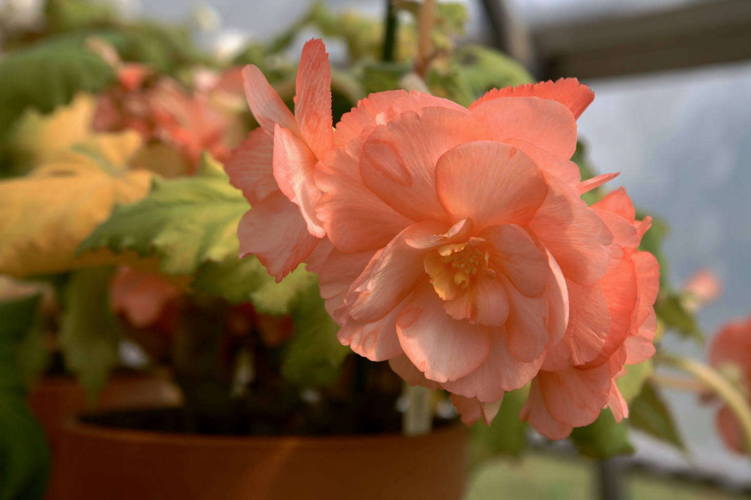 apricot flowers are common among tuberous begonias.