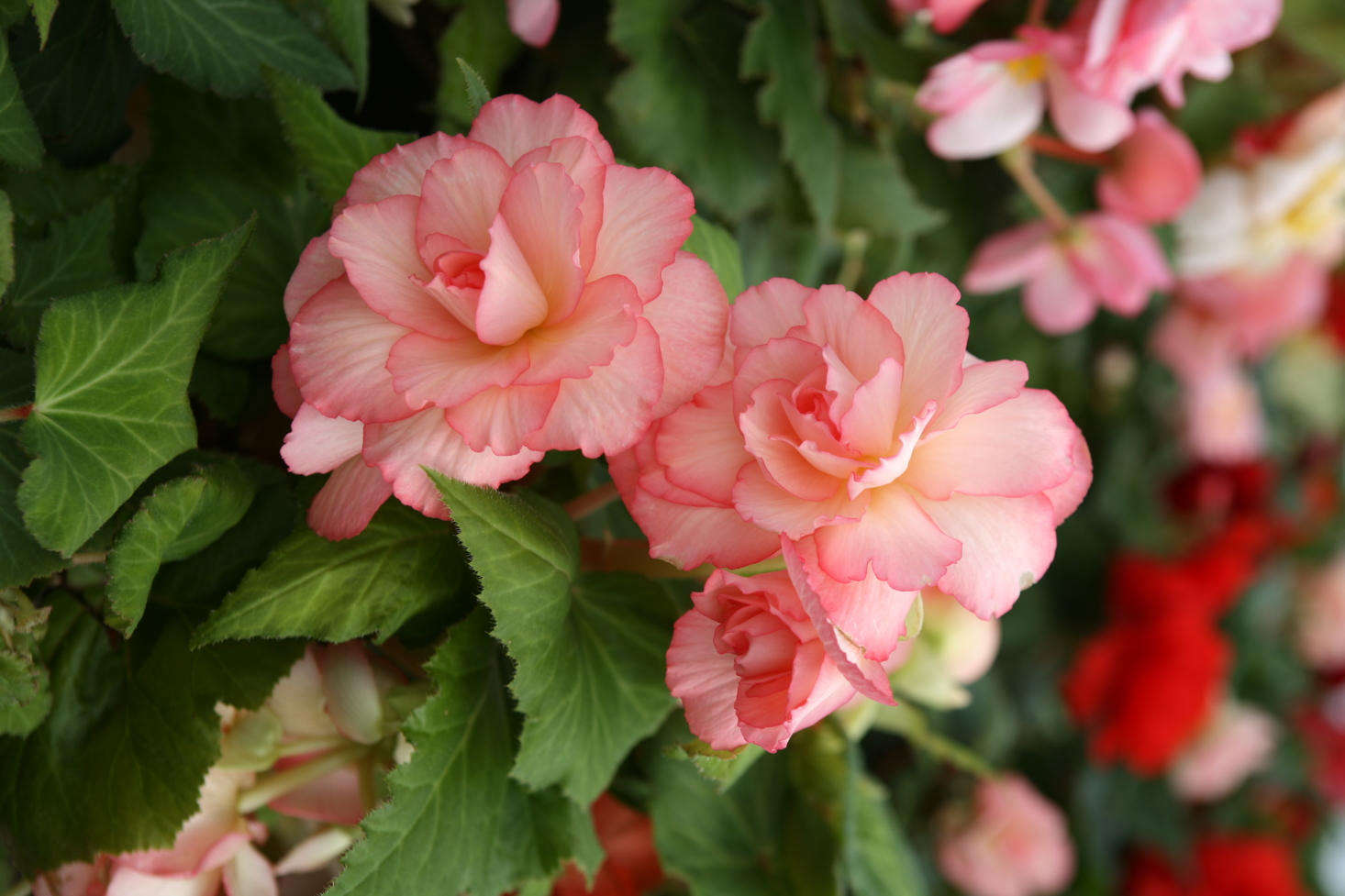 Gardening 101 Tuberous Begonias Gardenista