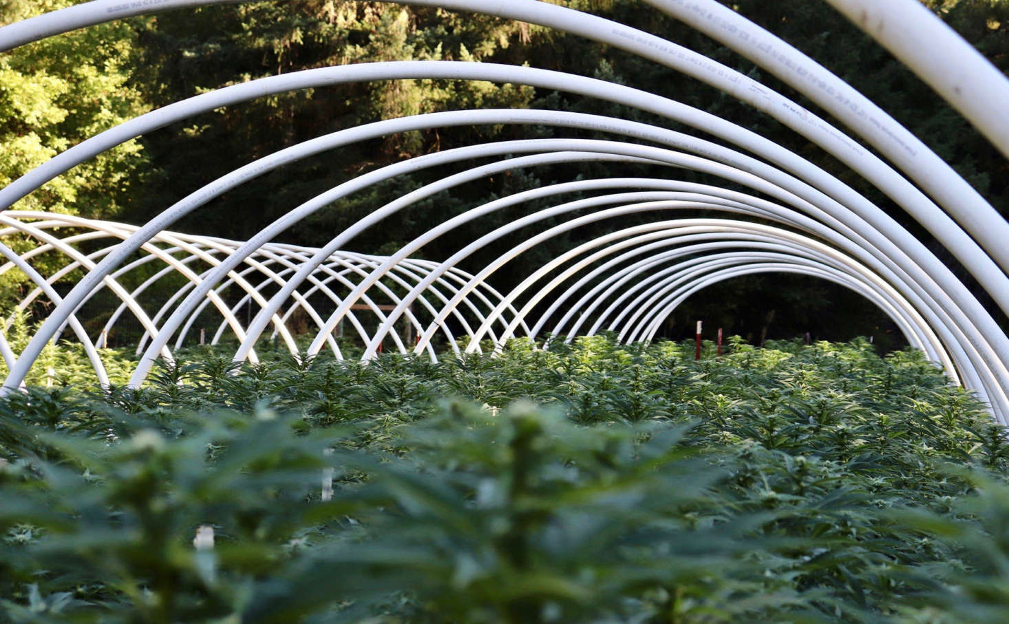 Cannabis grows in a hoop house in Humboldt county, California. Photograph by Brian Shamblen via Flickr.