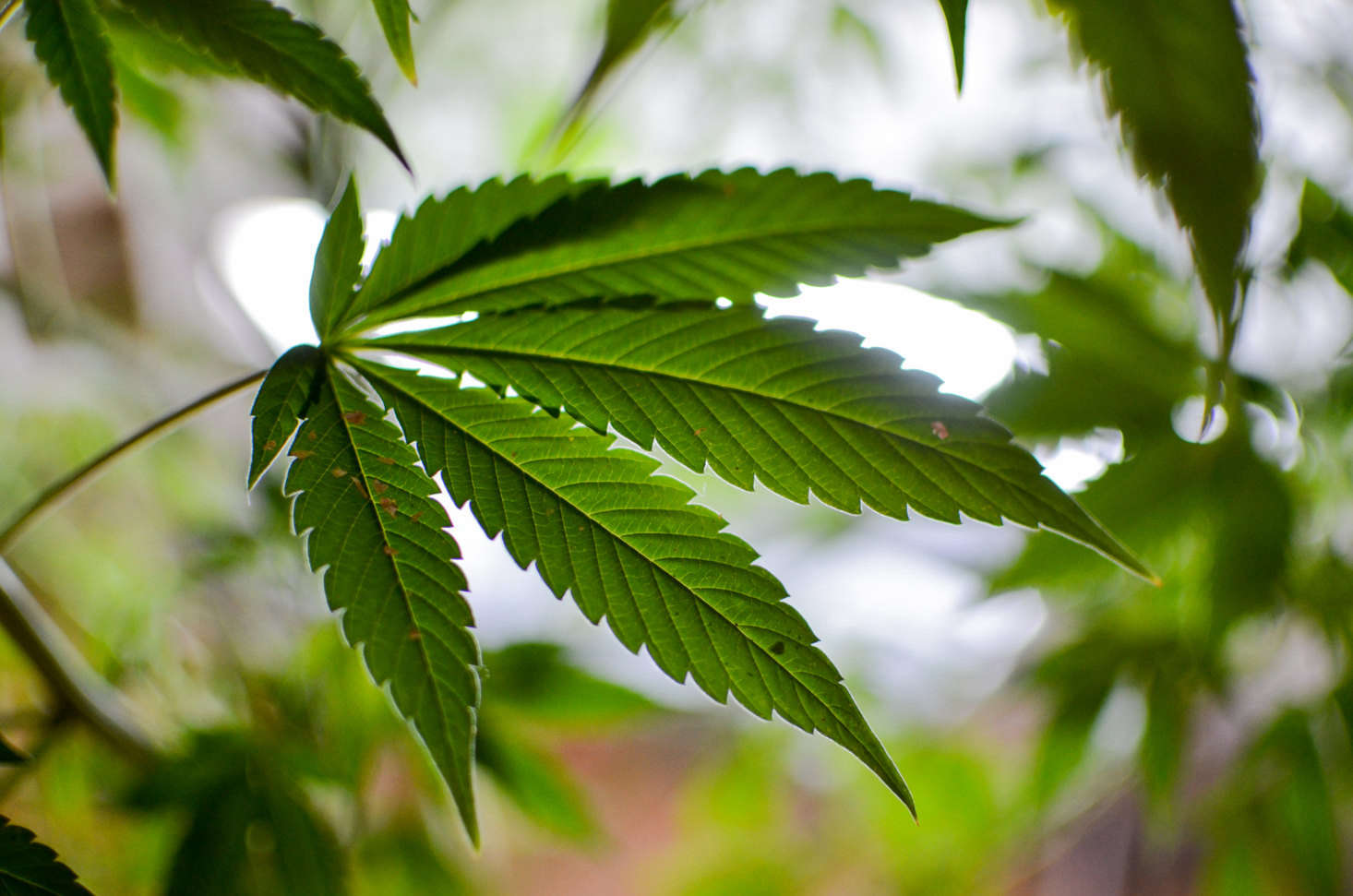 A C. sativa leaf. Photograph by Philip Steffan via Flickr.