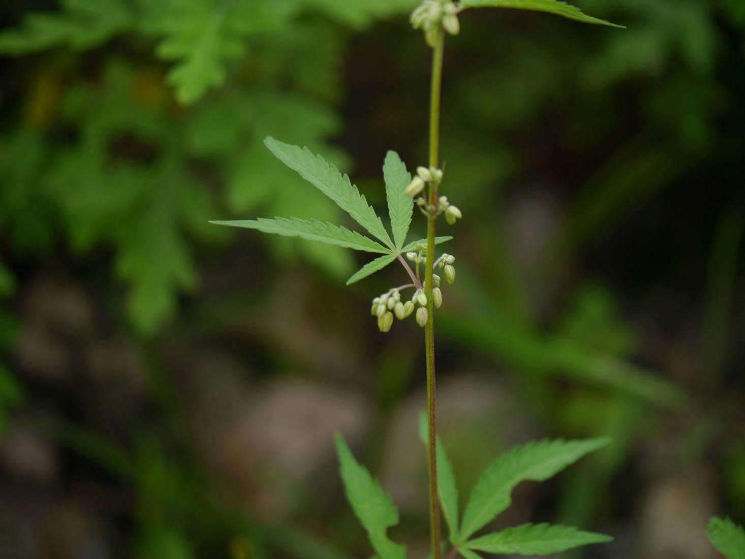 Cannabis sativa in India. Photograph by Dinesh Valke via Flickr.