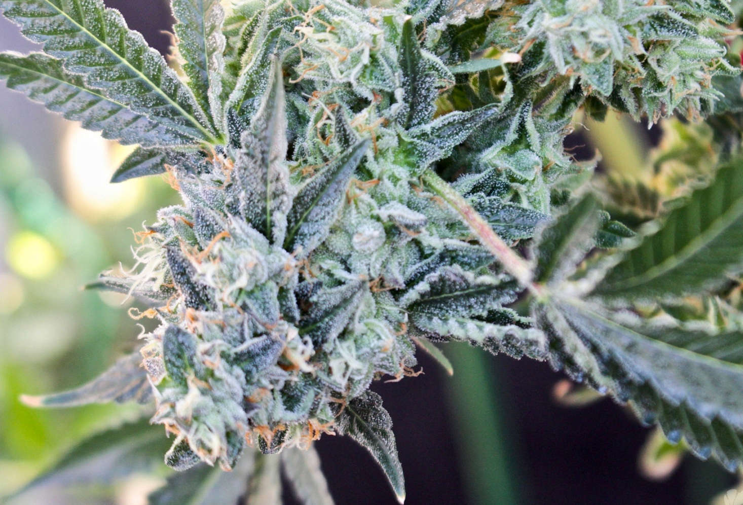 Photograph by Weedporndaily via Flickr.