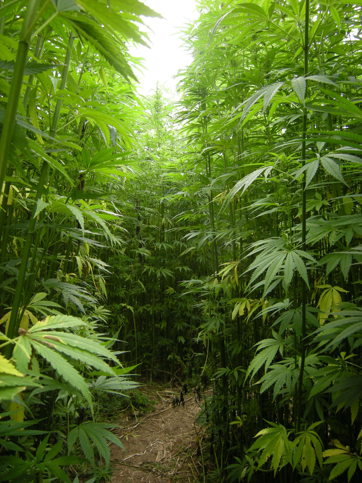 A hemp field in Brittany, France. Photograph by Barbetorte via Wikimedia.