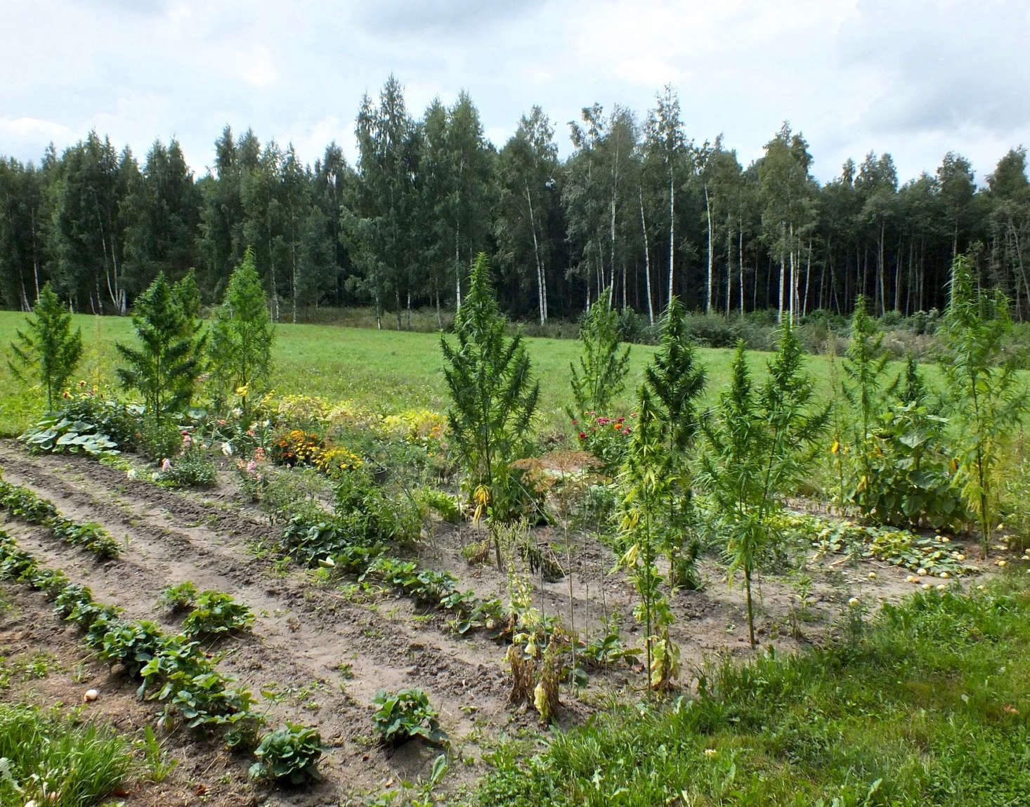 Cannabis plants grow to heights of up to 13 feet. Photograph by Dāvis Mosāns via Flickr.