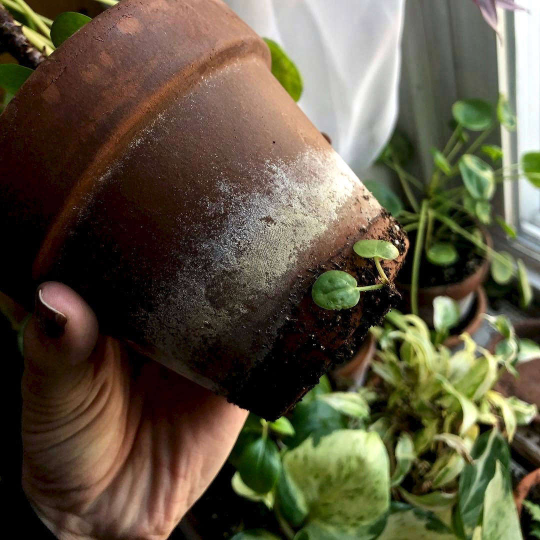 一条用的是用针筒的针