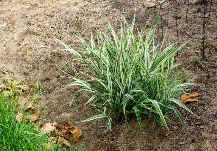 Gardening 101 Ribbon Grass