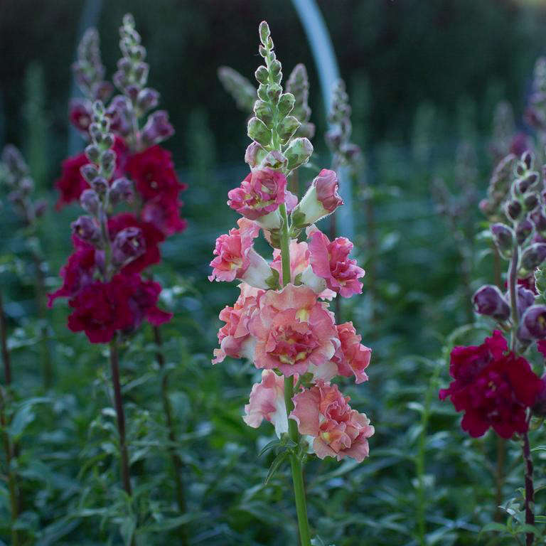 A packet of 100 seeds of Snapdragon Madame Butterfly Bronze is available seasonally from Floret Flowers. Add your name to the waiting list at Floret Flowers.