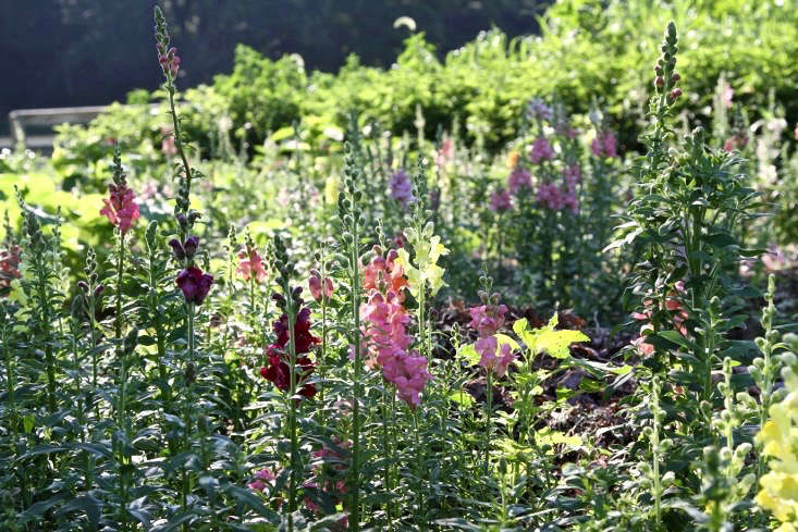 Antirrhinum majus, run amok (in a good way) in a cutting garden.