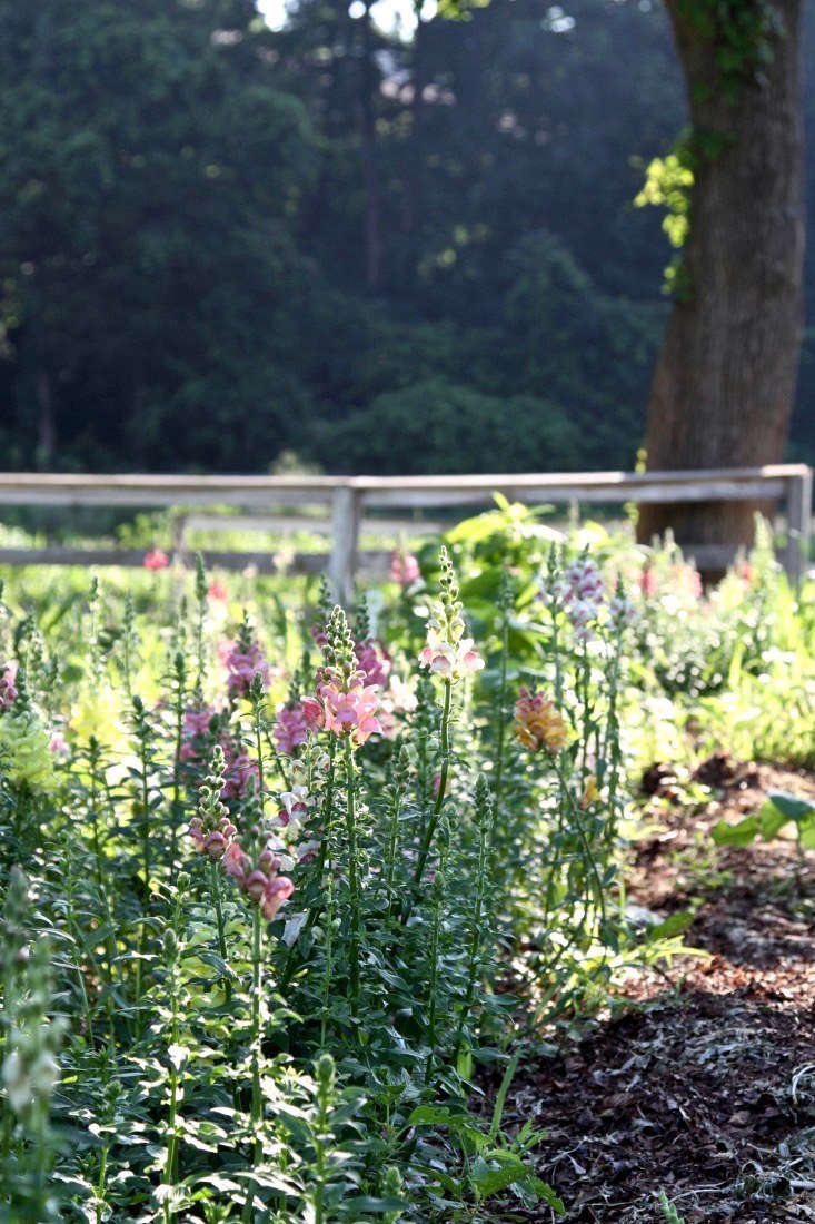 See more of these snapdragons at 12 Tips for Growing Cutting Flowers from Barberry Hill Farm.