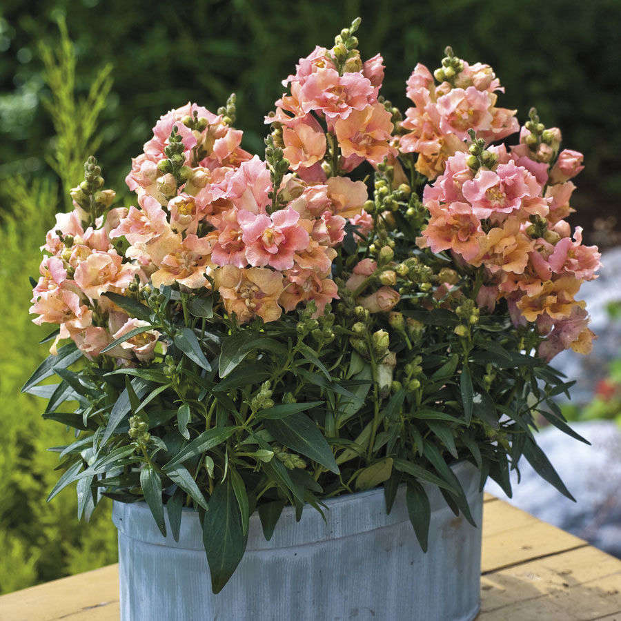 A packet of 100 Twinny Peach Snapdragon seeds, which will grow into compact plants up to 12 inches tall, is available seasonally from Park Seed. For more information and pricing, see Park Seed.