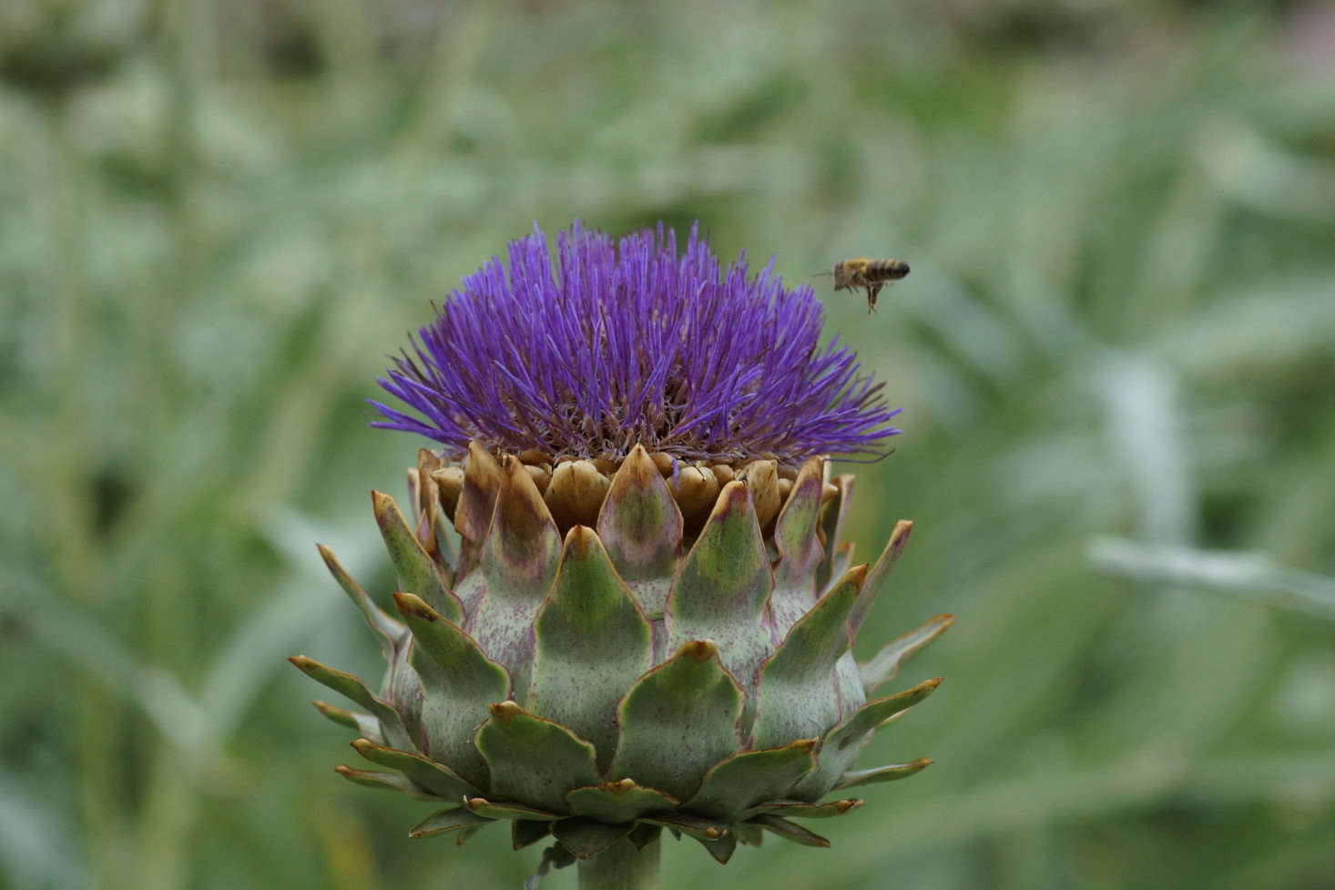 An artichoke no one will be eating. Photograph by Ronald van der Graaf via Flickr.