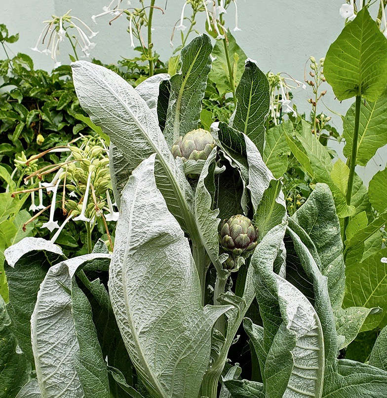Cardoon plants are regal and svelte, with silver leaves and giant midribs. Before they set buds (which look just like artichoke; they are very closely related), their main appeal is their sculptural foliage.
