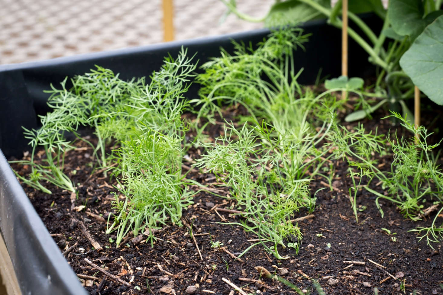 Gardening 101 Fennel Gardenista