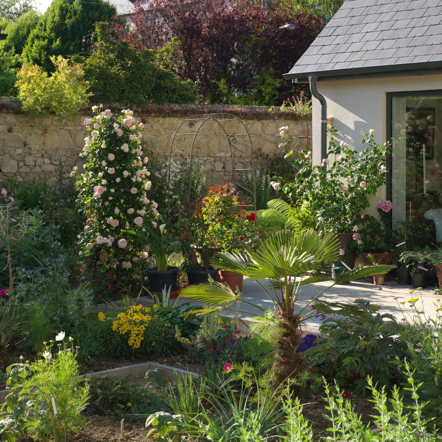 The walls of the sunny garden provide shelter from wind to climbing roses, including pink 