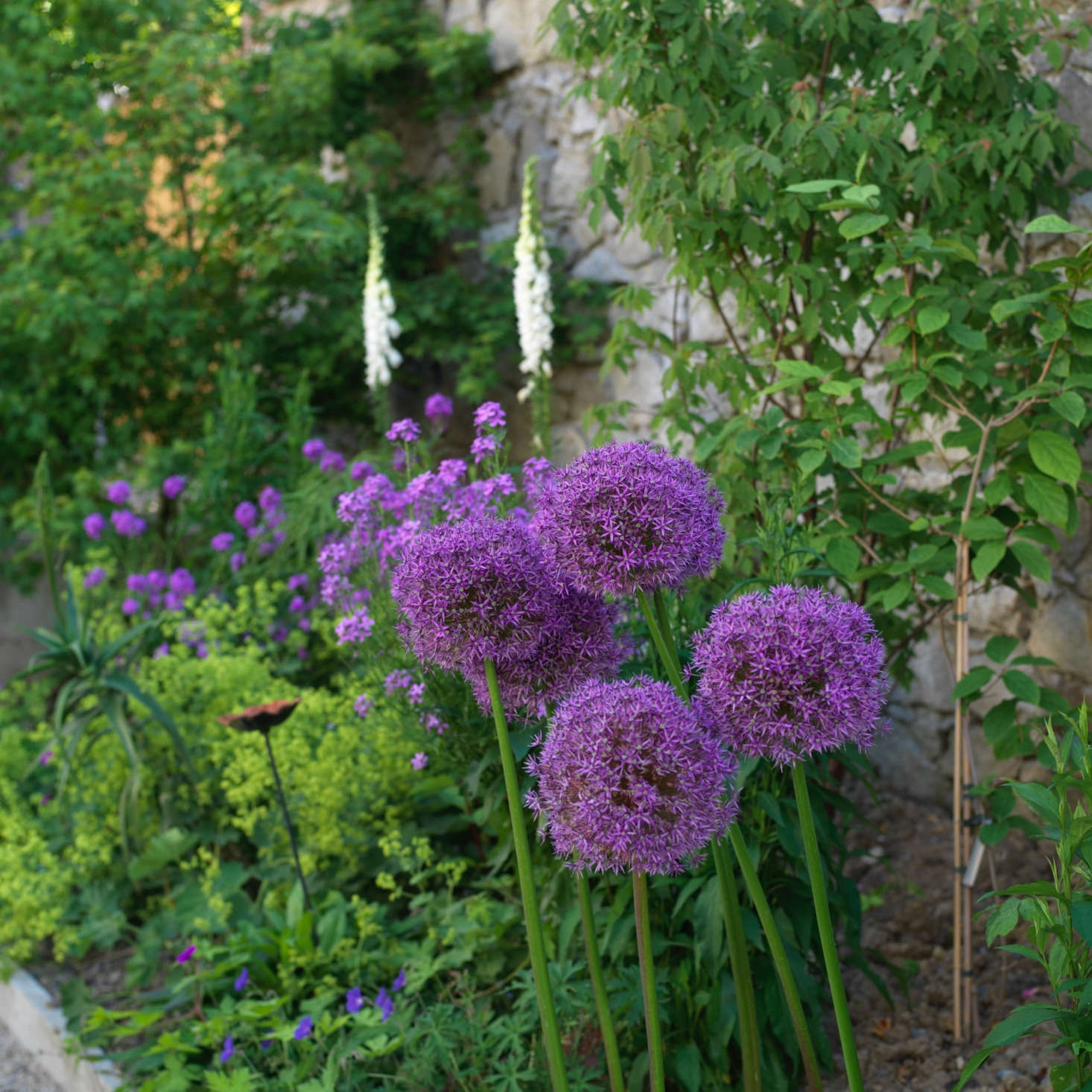 Purple drumstick alliums (Allium sphaerocephalon) bloom in clusters on either side of the path. See more growing tips in Alliums: A Field Guide to Planting, Care & Design.