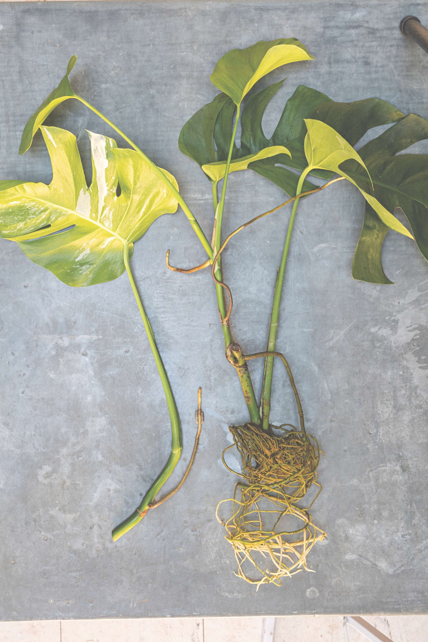 To make more monstera plants, find a branch with a short aerial root growing from it. Cut it above a node on the mother plant and put the cutting into a vase of clean water. When the roots are from 3 to 5 centimeters long, you can pot the cutting or simply leave it in water where the roots will continue to grow. Cuttings will strike best when they are taken in the growing season.