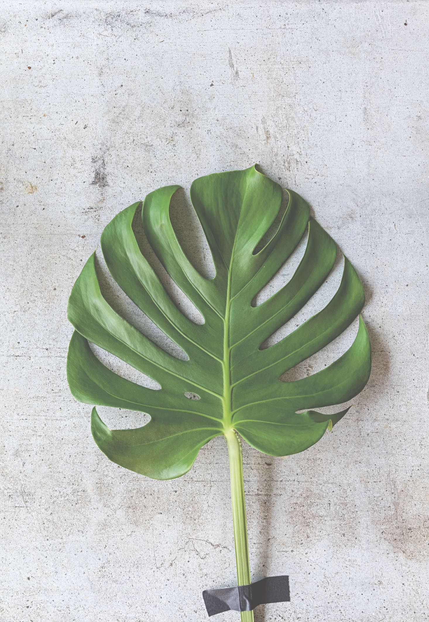 The glossy-leafed Monstera deliciosa is a vigorous plant that will grow rapidly almost anywhere; as such it needs nutrients, regular watering and lots of light.