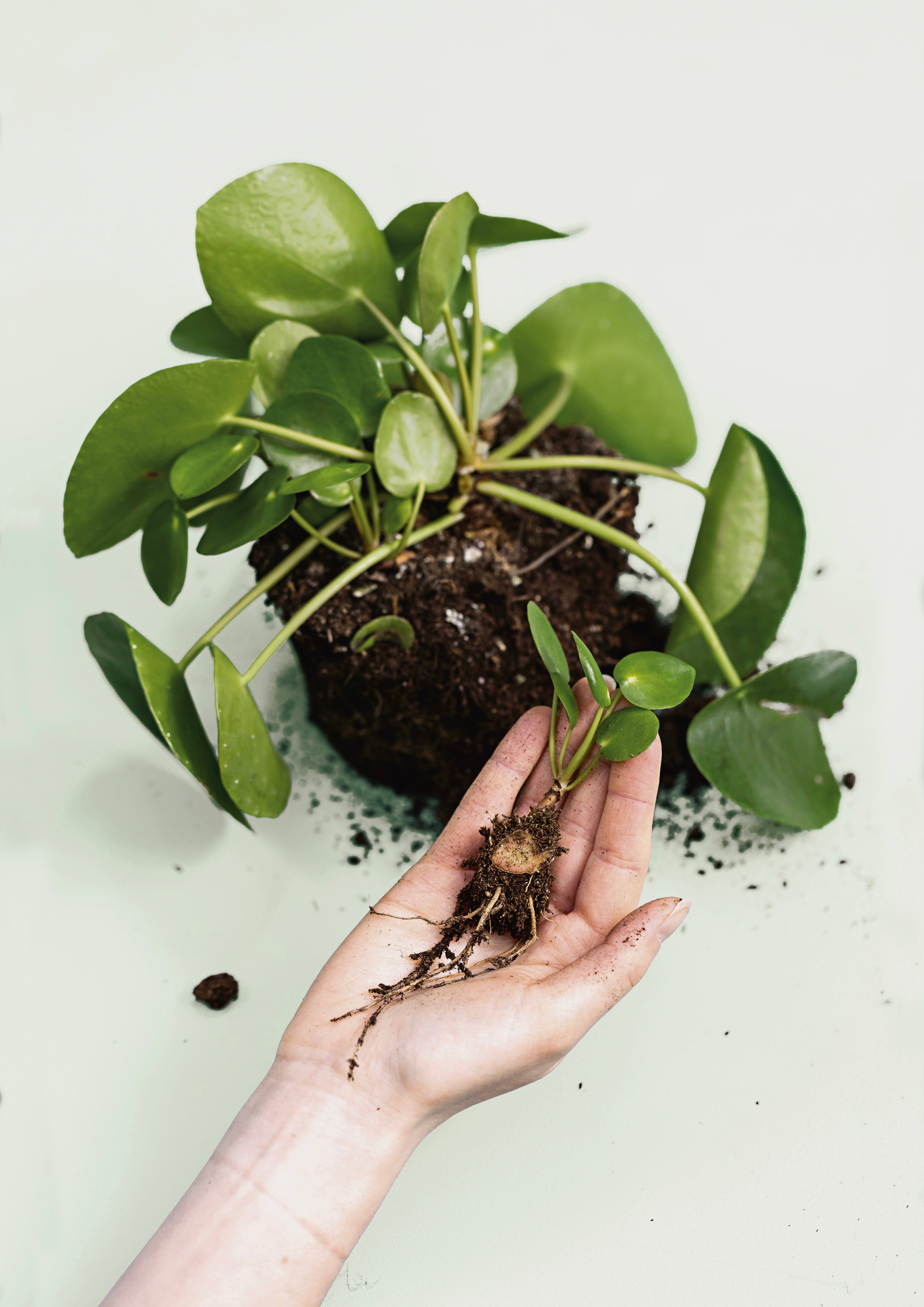 Ciepielwski also suggests making additional pilea plants too. You can simply remove smaller plantlets from the rootball of a mother plant.