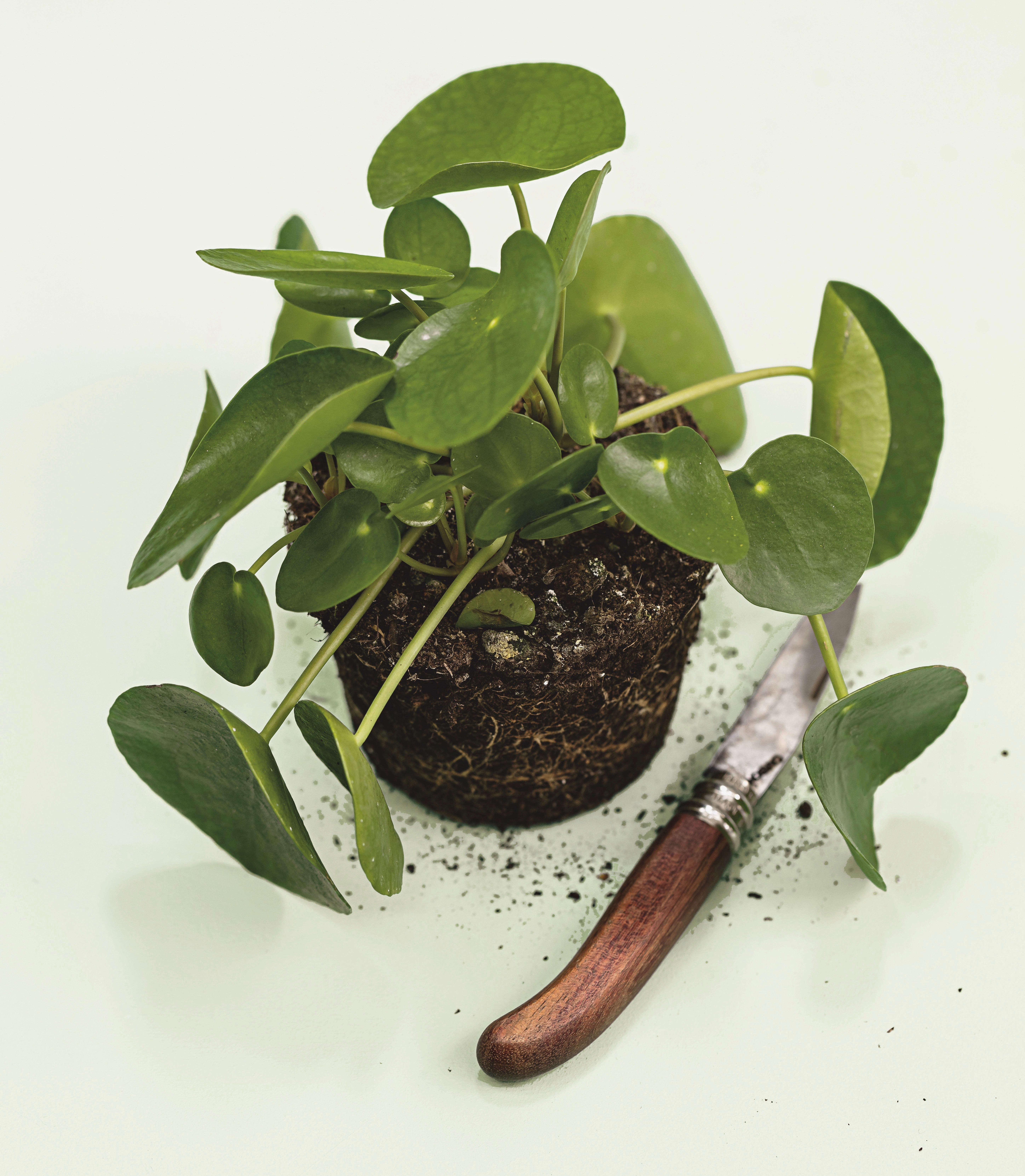 For those who do want to add live plants into the mix there are care tips on watering, light, and repotting for twenty of our best loved houseplants from calathea to pilea from Caroline Ciepielwski, owner of Mama Petula in Paris’ Les Grands Voisins complex. Ciepielwski also takes us through the propagation methods for two favorite houseplants.