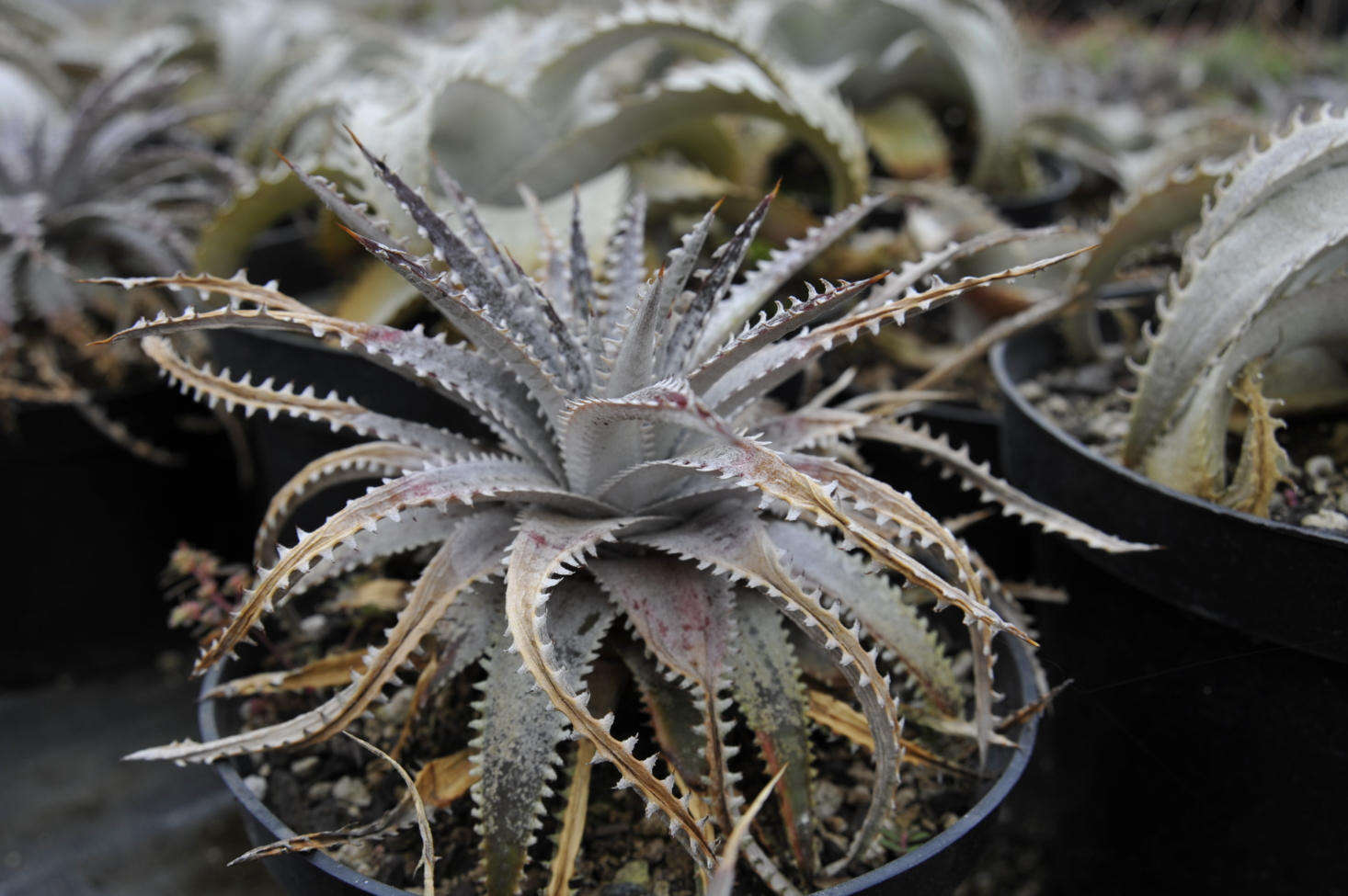 Dyckia mariner-laposteli. Photograph by Megan Hansen via Flickr.