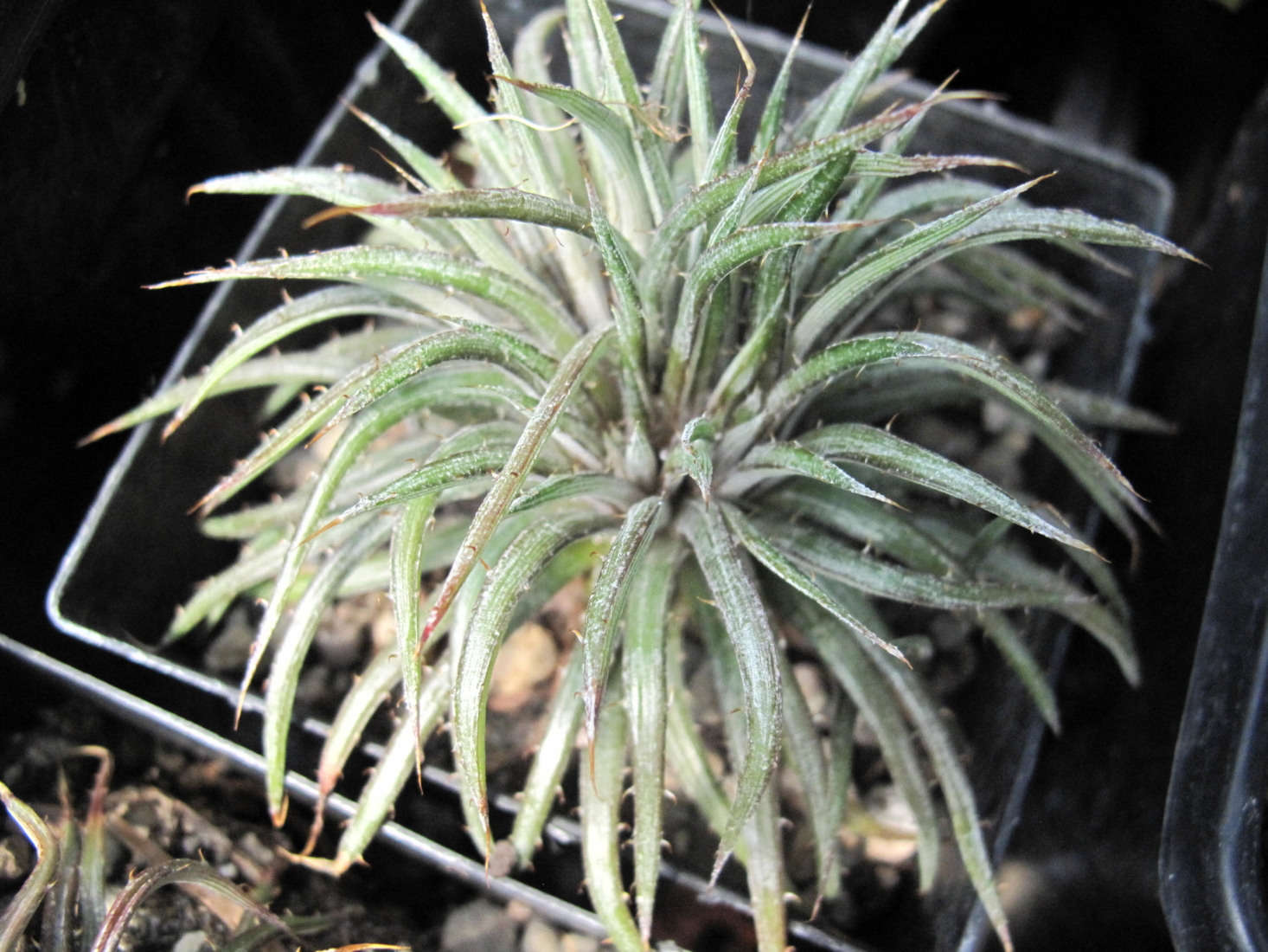 Dyckia choristaminea. Photograph by Megan Hansen via Flickr.