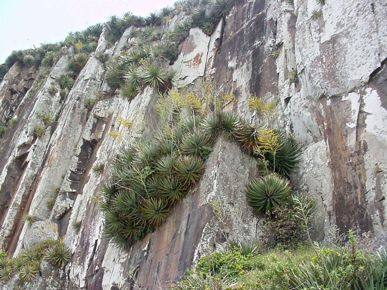 Dyckia maritima grows in rocky crevices on cliffs in Brazil. Photograph by Marcia Stefani via Flickr.