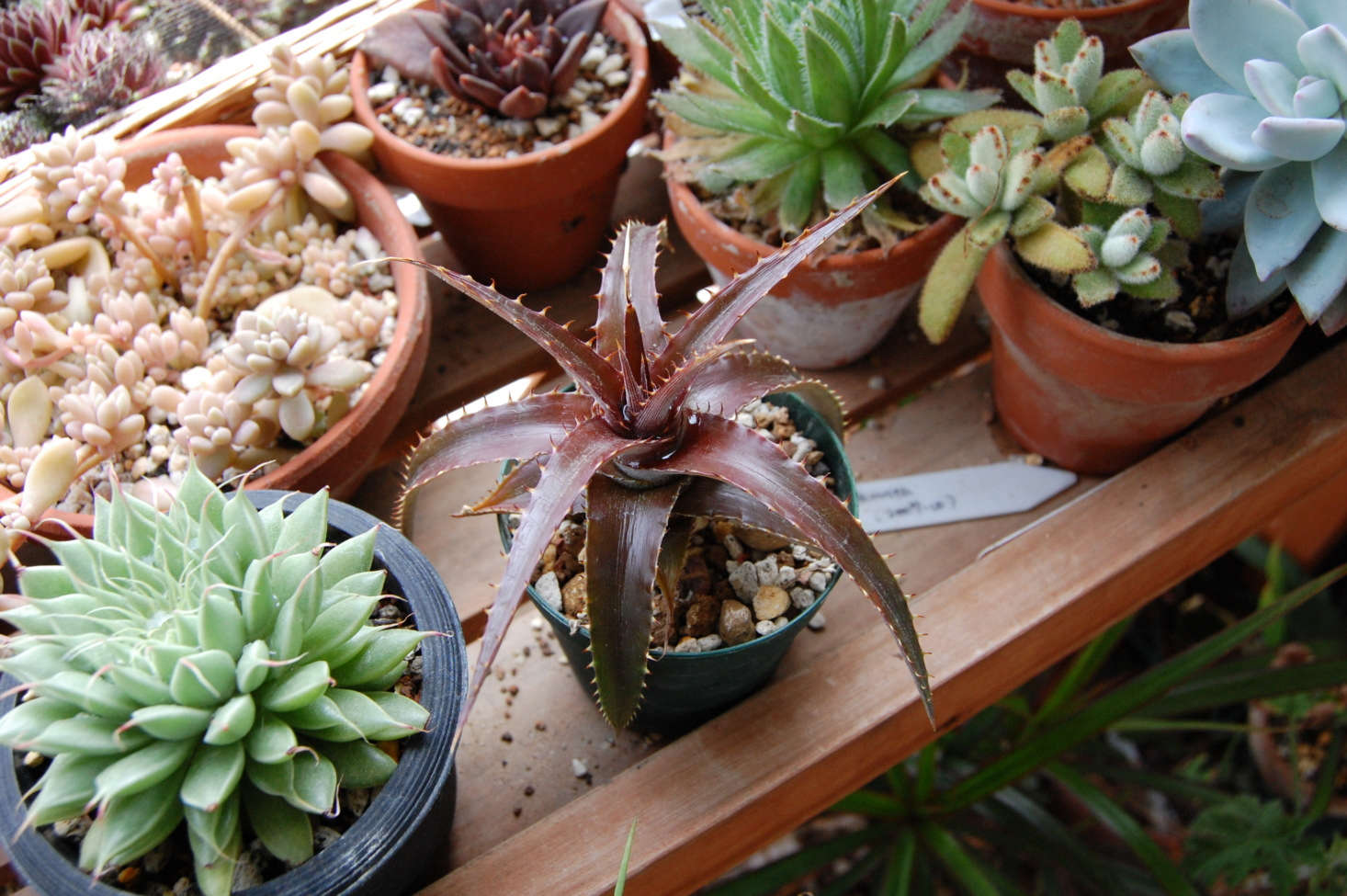 Seen from above, Dyckia ‘Red Devil’. Photograph by Salchuiwt via Flickr.