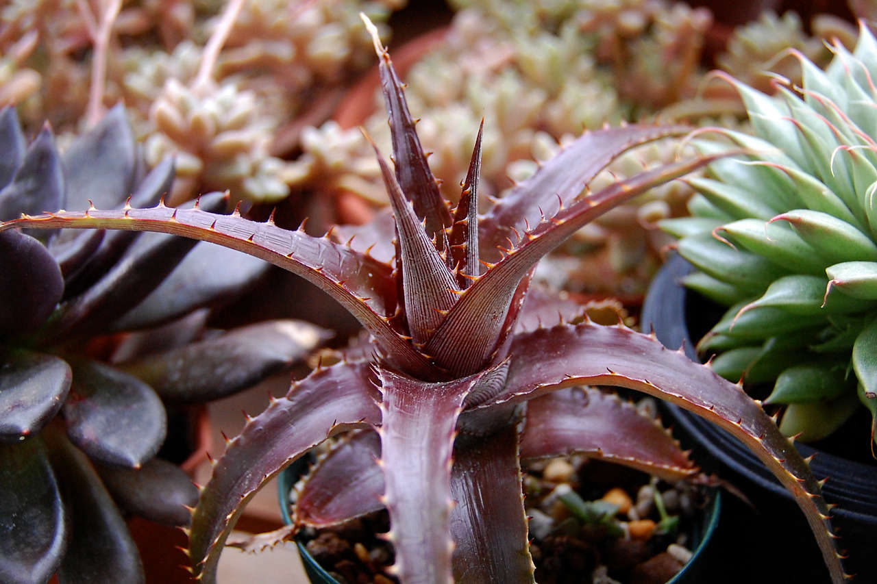 Dyckia ‘Red Devil’. Photograph by Salchuiwt via Flickr.