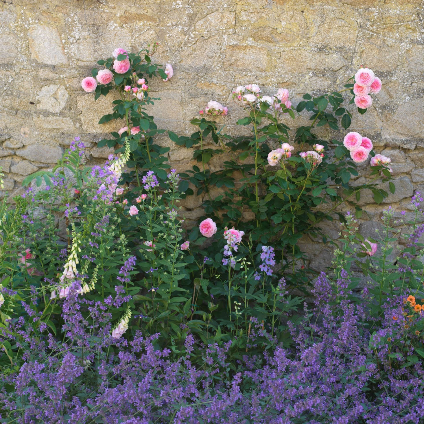 A classic color combination: pink climbing roses and purple Nepeta. See more growing tips at Roses: A Field Guide to Planting, Care & Design.