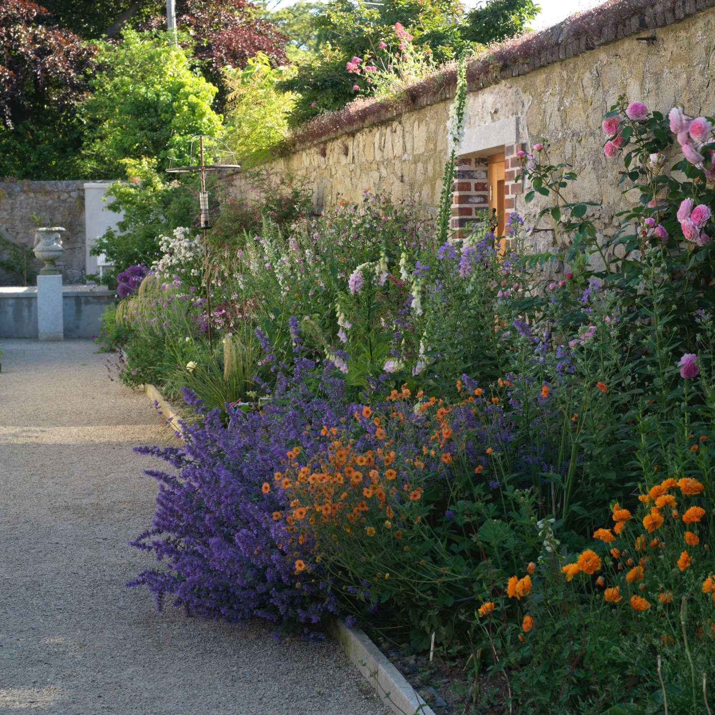 Complementary colors orange and purple do an exuberant dance at the front of the flower border.