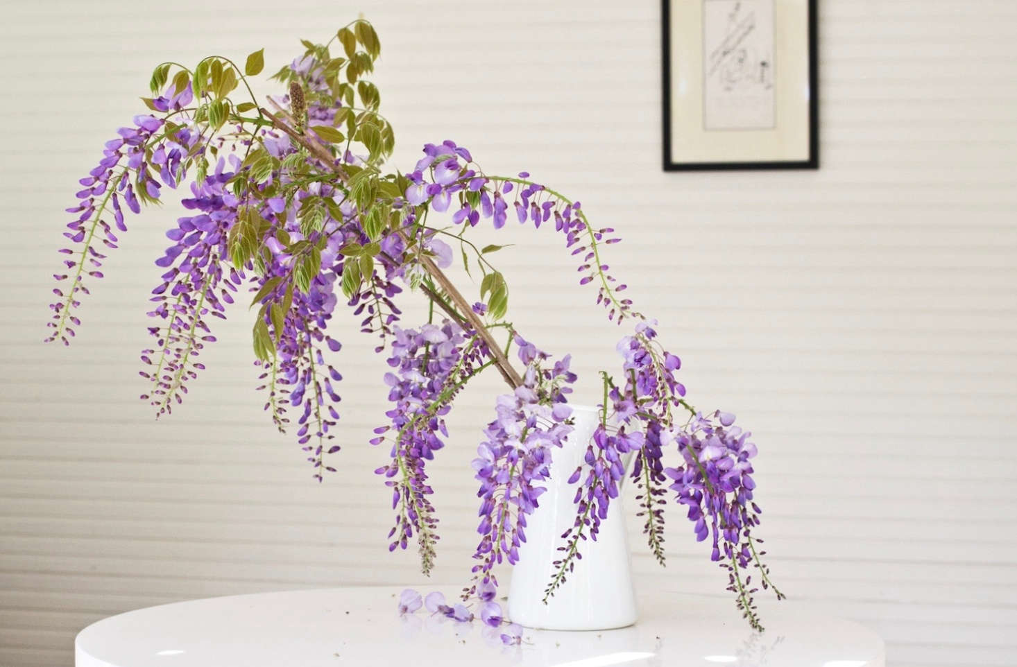 Foraged wisteria from Michelle