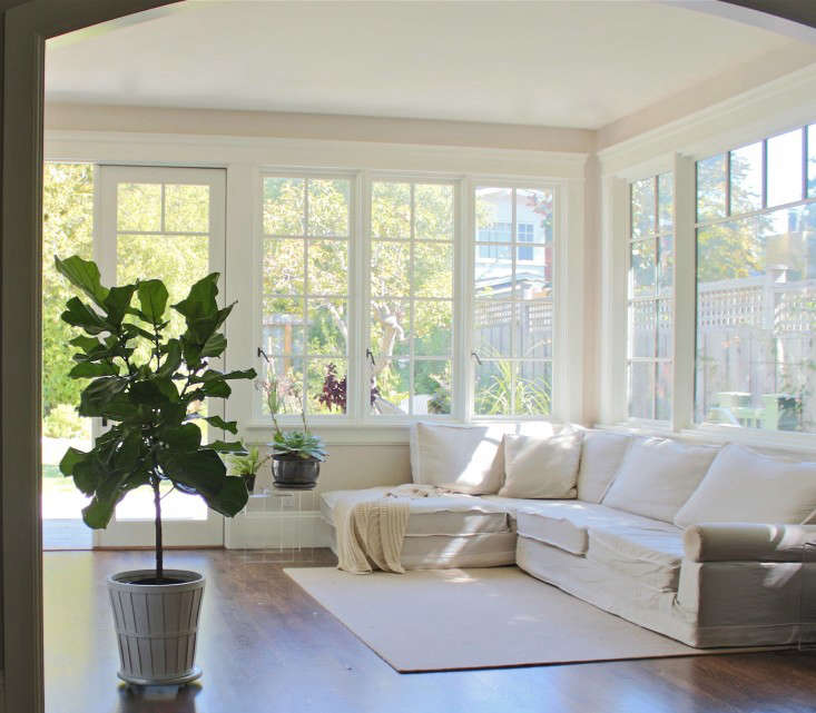 Michelle’s first fiddle leaf fig tree.