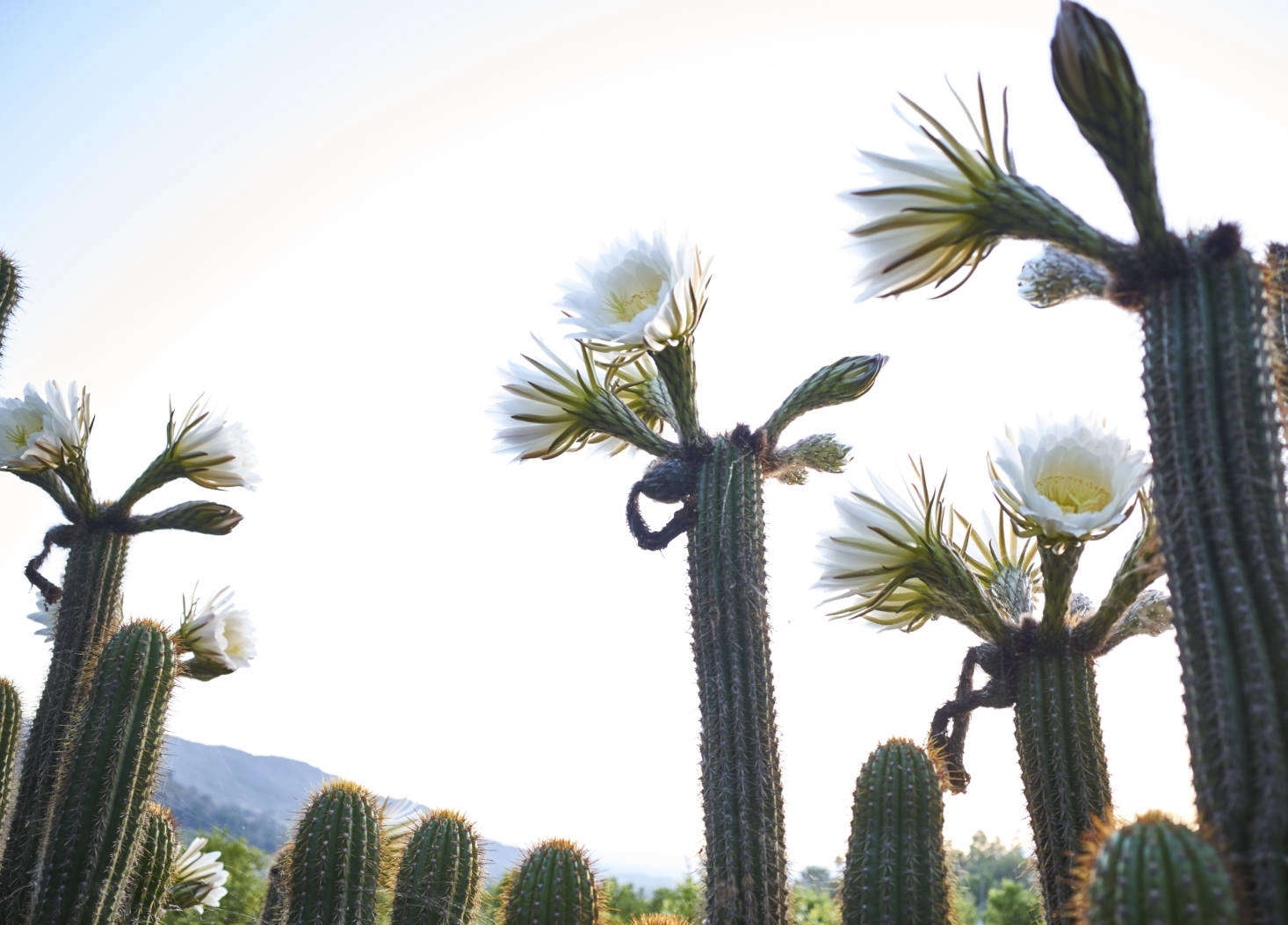 The cacti in summer bloom.