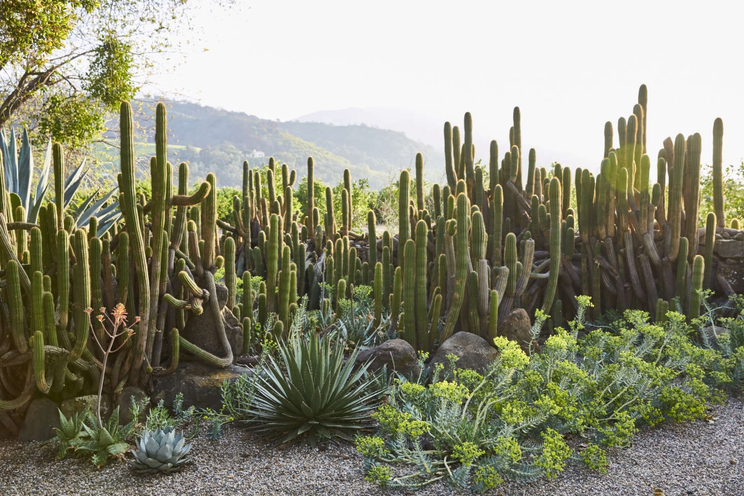 Cacti of all sorts—an element more Californian than French. 