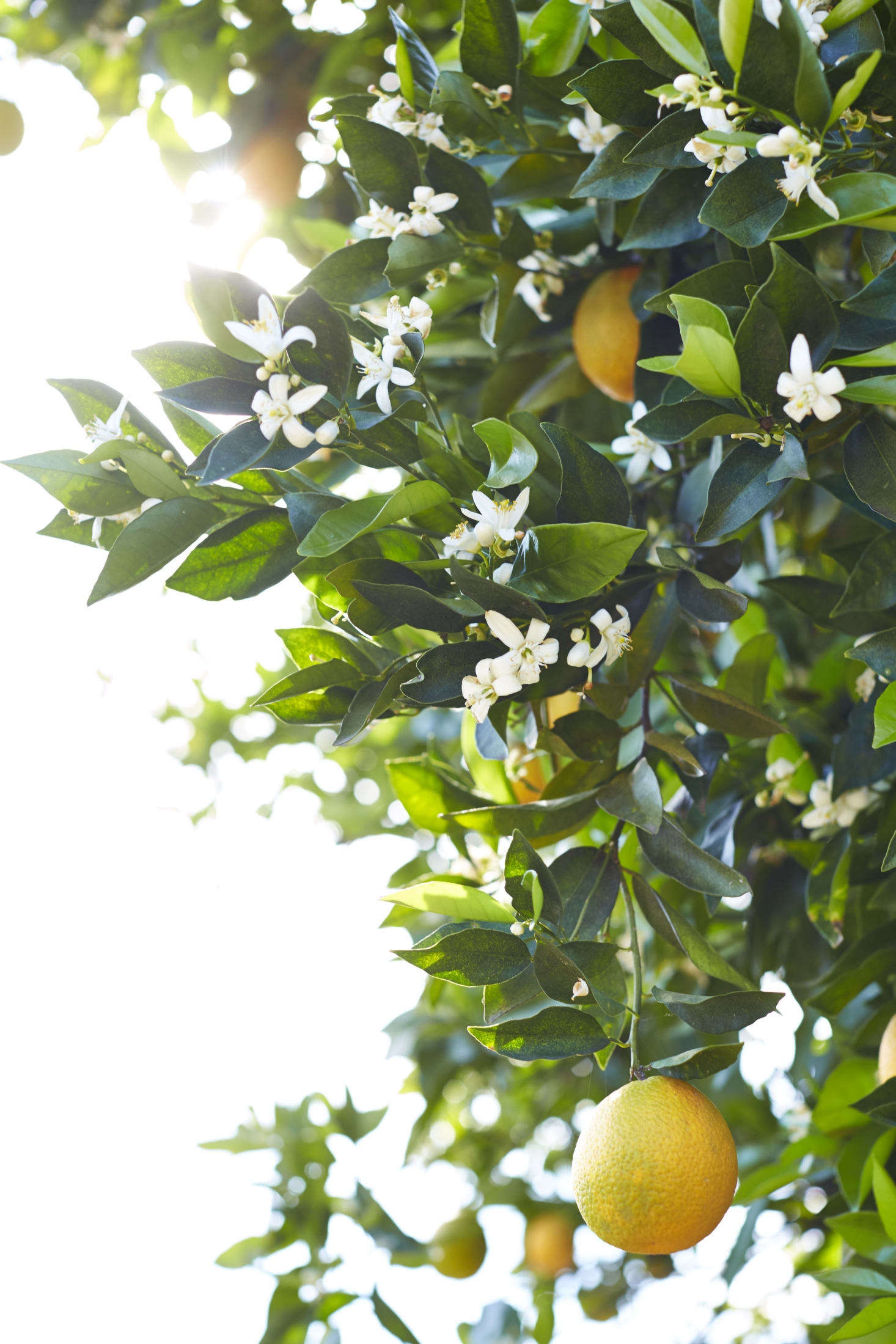 The garden is lush with fruit and citrus trees: 