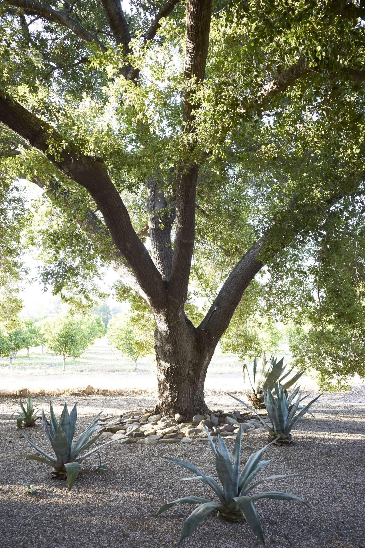 An old tree provides respite from the summer heat.