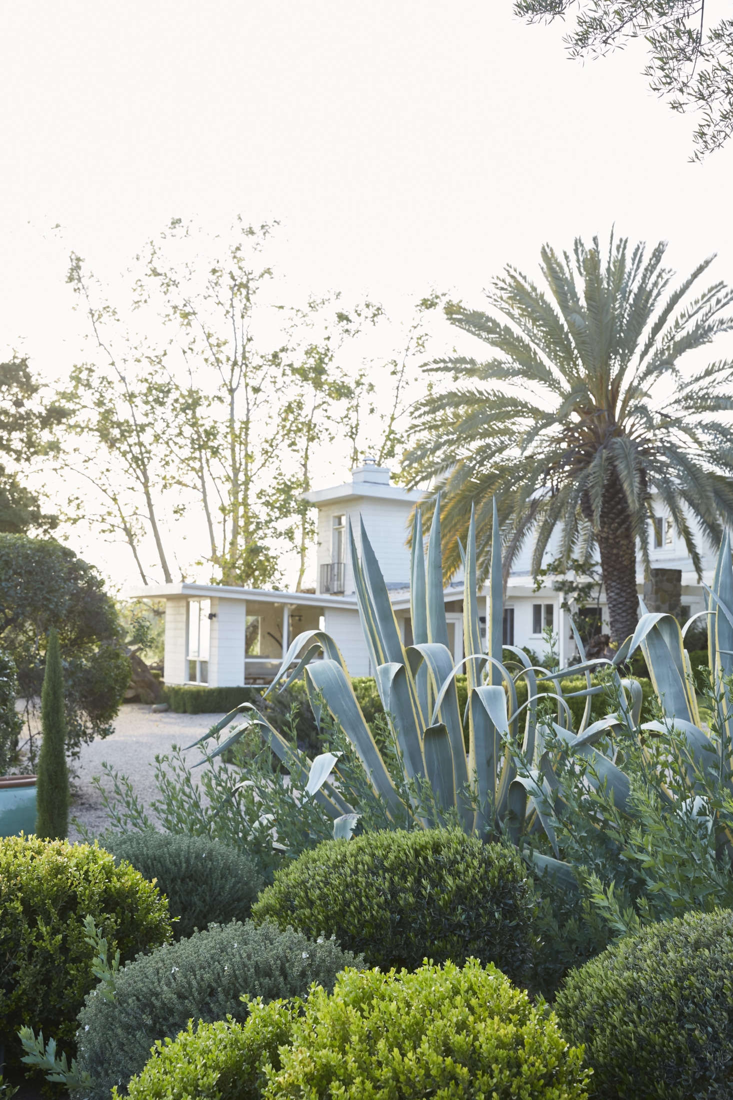 The layered textures and shades of green provide privacy (here, for the main house) and evoke both California (palm trees) and the south of France (topiary).