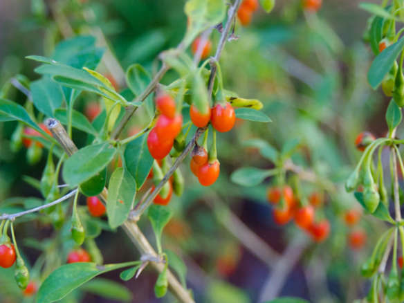 5 Favorites Ceramic Berry Baskets Gardenista