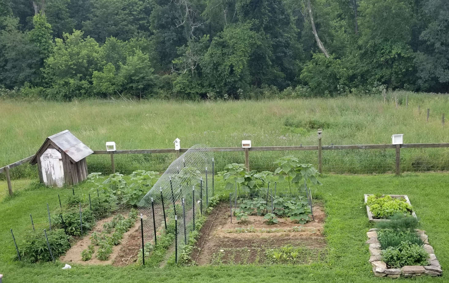 Vote for Your Favorite Edible Garden Project in the 2018 Considered